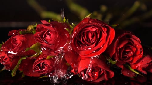Lässt Wasser auf Rose fallen