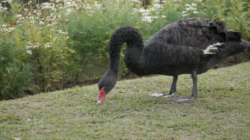 Cygne