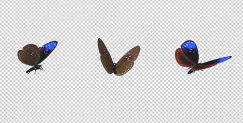 Realistic Animated Butterfly Flying with Transparent Background