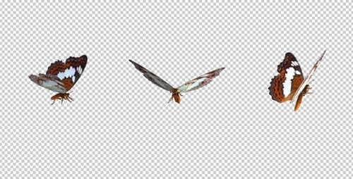 Flying Butterfly - White Admiral