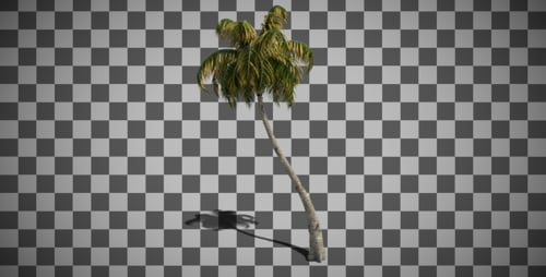 Im Wind wiegende Kokospalme
