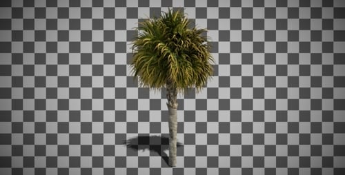 Seamless Looping Animated Palm Tree with Alpha Channel