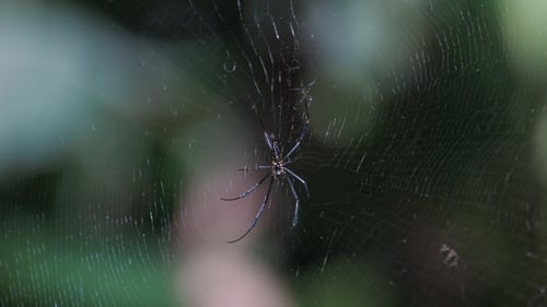 Araignée