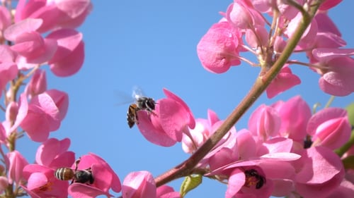 Bees Pollinating Pink Flowers in Tropical Setting