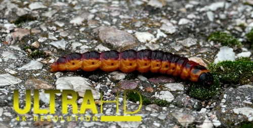 Große Caterpillar 2