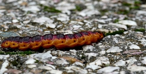 Large Caterpillar 4