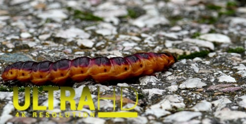 Large Caterpillar 4