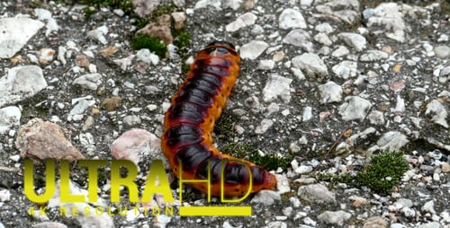 Large Caterpillar 5