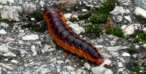 Close Up of Fox Moth Caterpillar on Stone