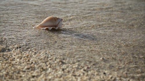 Seashell On The Sand Beach