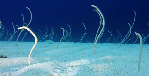 Underwater Beautiful Garden Eels