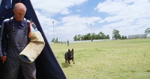 Trainer training a shepherd dog in the field 4k