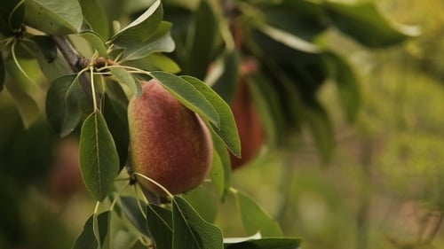 Ripe Pears On a Tree In The Sunshine