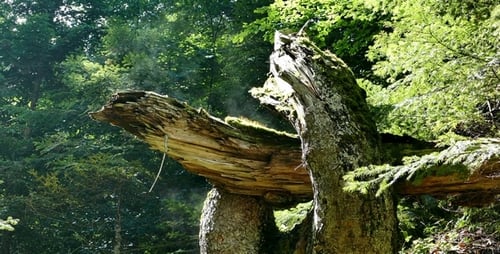 Magischer Wald 1