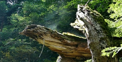 Magischer Wald 2