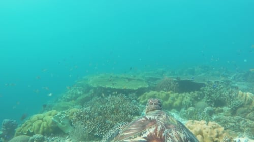Sea Turtle In The Tropical Sea