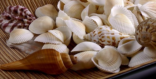 Sommer-Konzept mit Muscheln