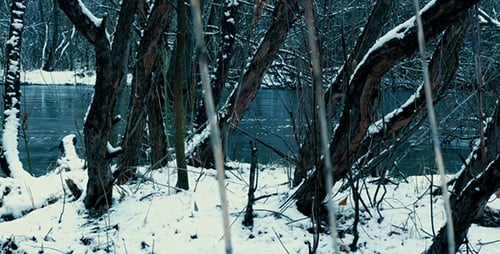 Trees Near the River in Winter