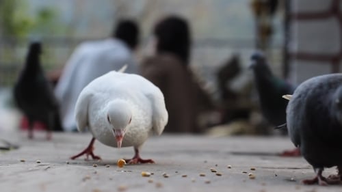 Pigeons Feeding in Urban Environment