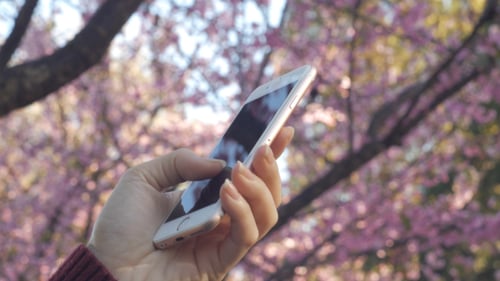 Hand Using Smartphone With Blossoming Trees in Spring