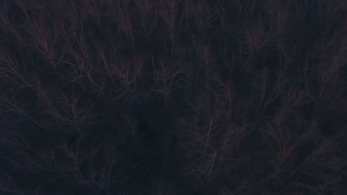 Sunset on Scary Forest Tree Tops