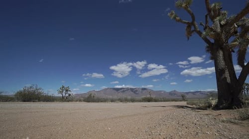Dolly Shot Of Roadside Joshua Tree In The Desert 1