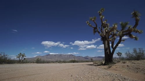 Dolly Shot Of Roadside Joshua Tree In The Desert 3