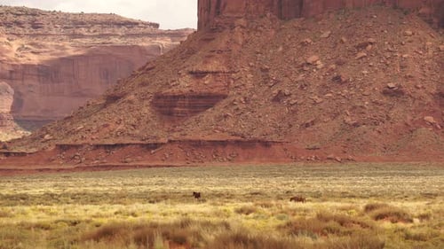 Wild Horses Near Monument National Park 1