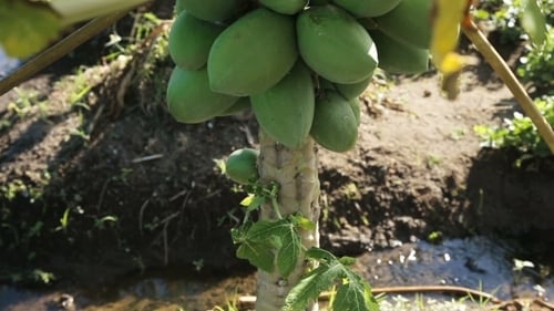 Green Papaya On The Tree