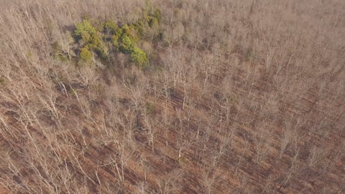 Aerial View of Deciduous Forest in Late Autumn