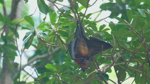 Flying Fox hängt an einem Ast und wäscht