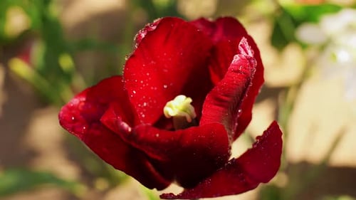 Beautiful Wet Tulip Flowers at Garden