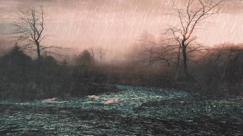 Sonnenuntergang Regen Im Sumpfwald Video Mit Ton 4k Regen Film Entspannung Video 4k