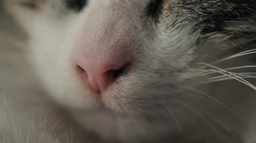 Extreme Close Up of a Cat's Nose