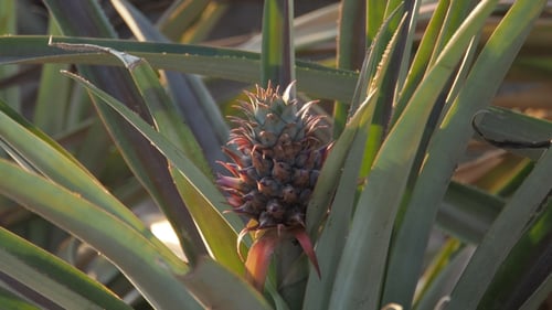 Pineapple Plant With Developing Fruit In Daytime Sunlight