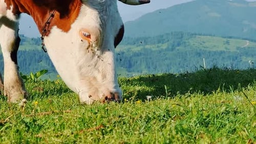 Cow Alone Eating Green Grass on a Meadow on a Sunny Day in the Mountains