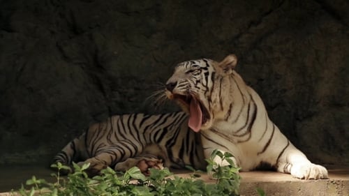 Entspannende weiße bengalische Tiger im Zoo von Singapur