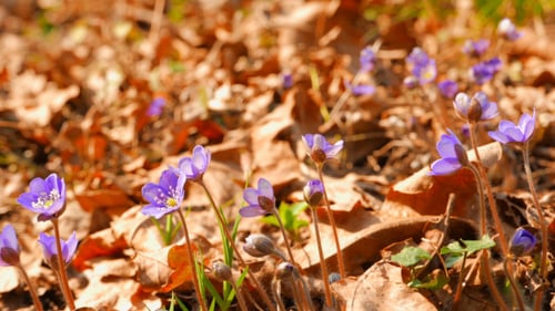 First Spring Flowers