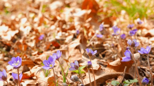 First Spring Flowers