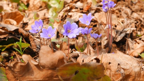 First Spring Flowers