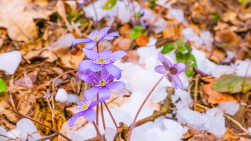 Spring Flowers and Melting Snow