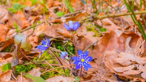 First Spring Flowers