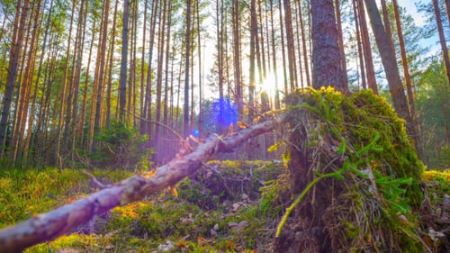 Spring Forest And The Sun