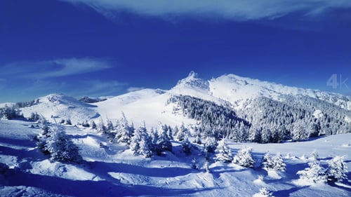 Snowy Mountains and Pine Trees Aerial View in Winter