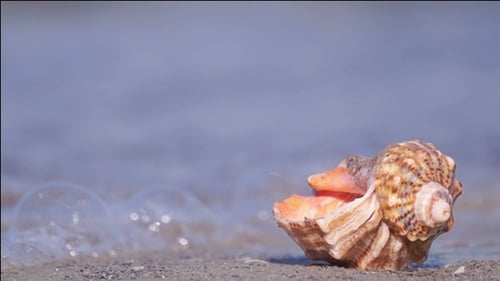 Seashell on the Beach