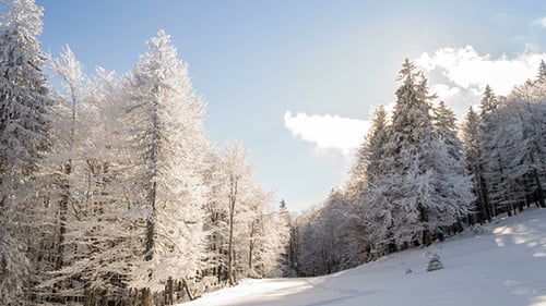 Winter Wonderland of Snow Covered Trees in Sunlight