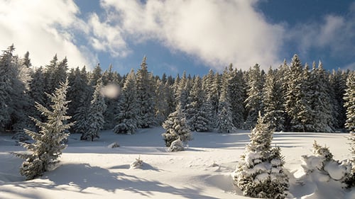 Snowy Winter Forest Landscape With Evergreen Trees