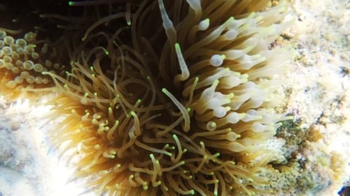 Sea Anemone Underwater