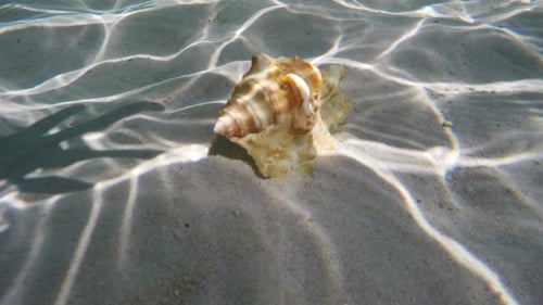 Coquillage sous l'eau