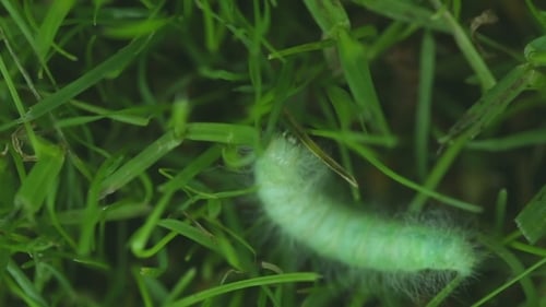Hairy Caterpillars